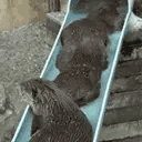 otterLeave emote