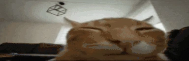 buhFlipWide emote