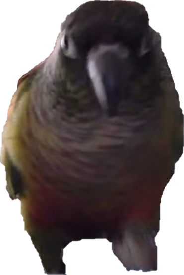 conure emote