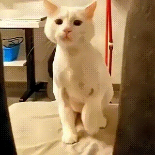 catgroove emote