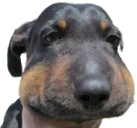 Sigh emote