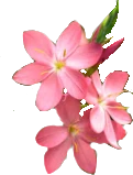 flower emote
