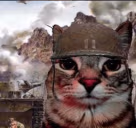 catWar emote