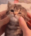 cute emote