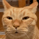 whar emote