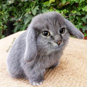bubbabunyip avatar