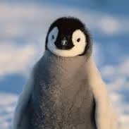 pengu emote