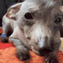 creatureStare emote