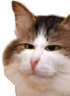 kiisu_face emote