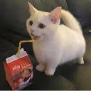 CatSip emote