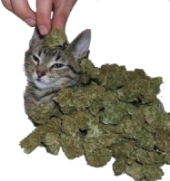 weed_cat emote