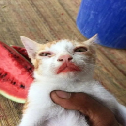 Watermelon_Cat static emote