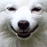 Creepy_dog_face emote
