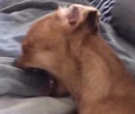 screamingdog emote