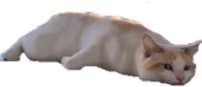 lost emote