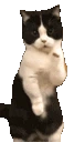 catShake emote