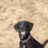 ShockedDog emote