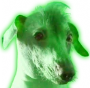 creatureGlowie emote