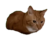 Q emote