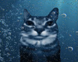 water emote