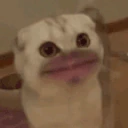 Meow emote