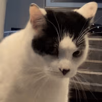 cat_startled emote