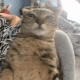 catdupstep emote