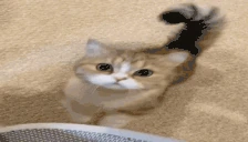 hiiiiiiii emote