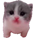 Scared emote