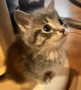 CarLookUp emote