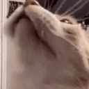 catBlast emote