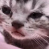 catcry emote