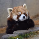 redpanda_stare emote