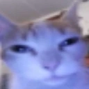 Goofy_cat_stare emote