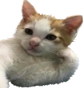 CoolStoryCat emote