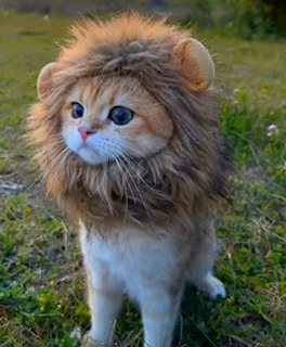 roar emote