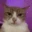 CatStare emote