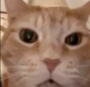 StareCat emote
