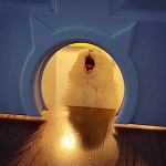 cat_scream emote
