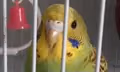 hi emote
