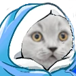 CatBlanket emote