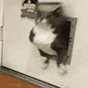 ChonkArrive animated emote