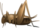 CrickeTs emote