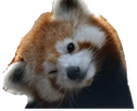 redpanda_tilt emote