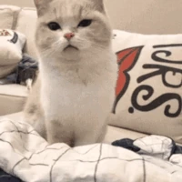 cat emote