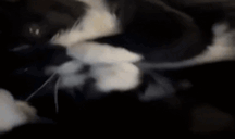 OlriteMlems animated emote