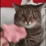 FlowerCat emote