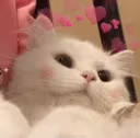 cute_cat emote