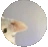 Pedro_cat emoji