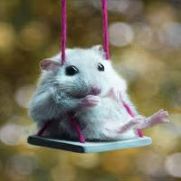 Hamster emote